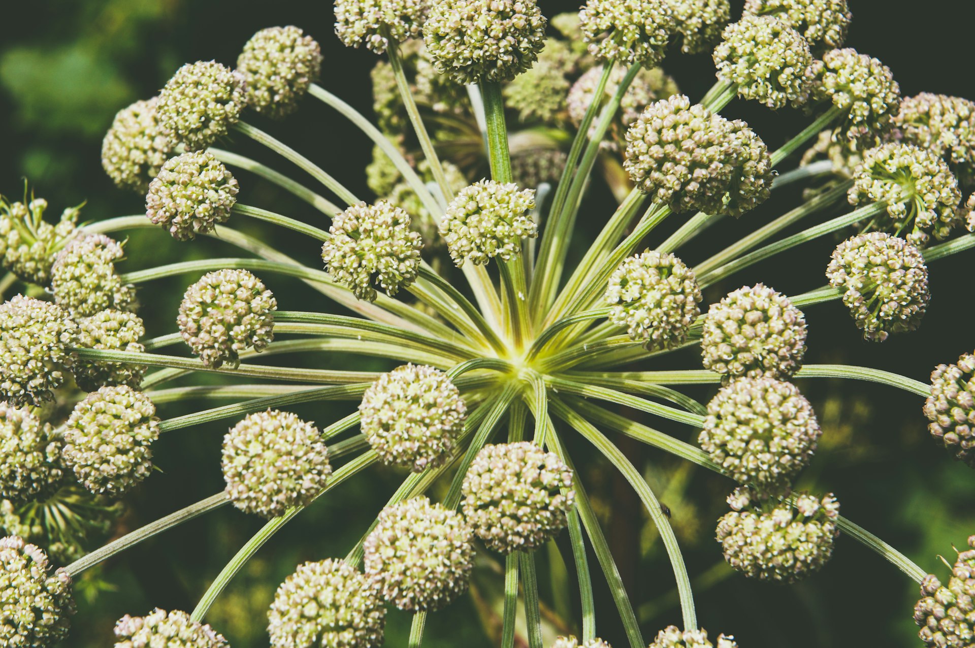 a close up of a plant with lots of leaves